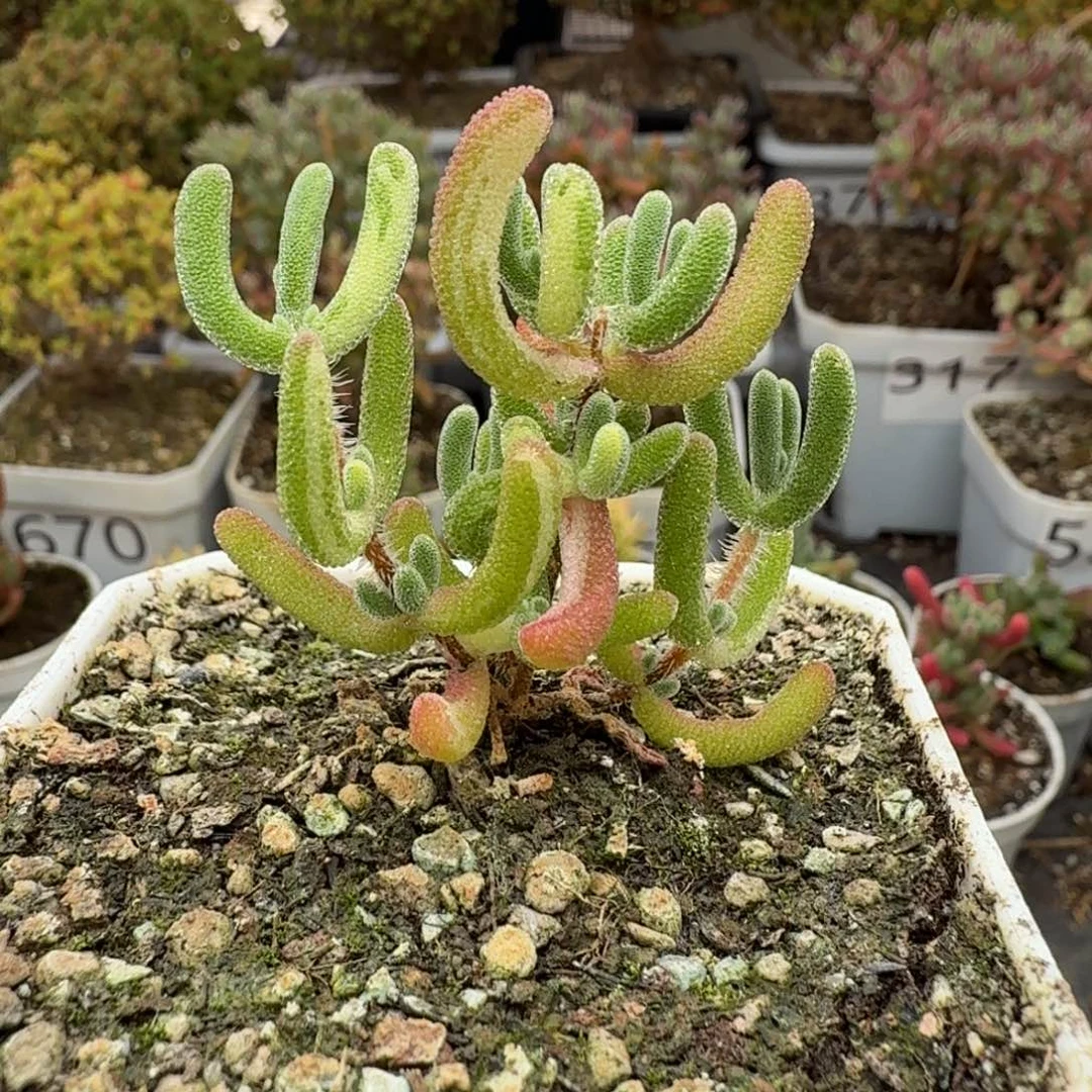 375琉璃花花拉丝锦