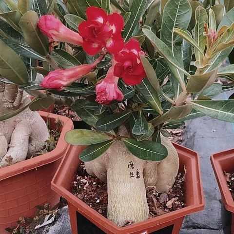 【闪购商品】勇**涯绿植