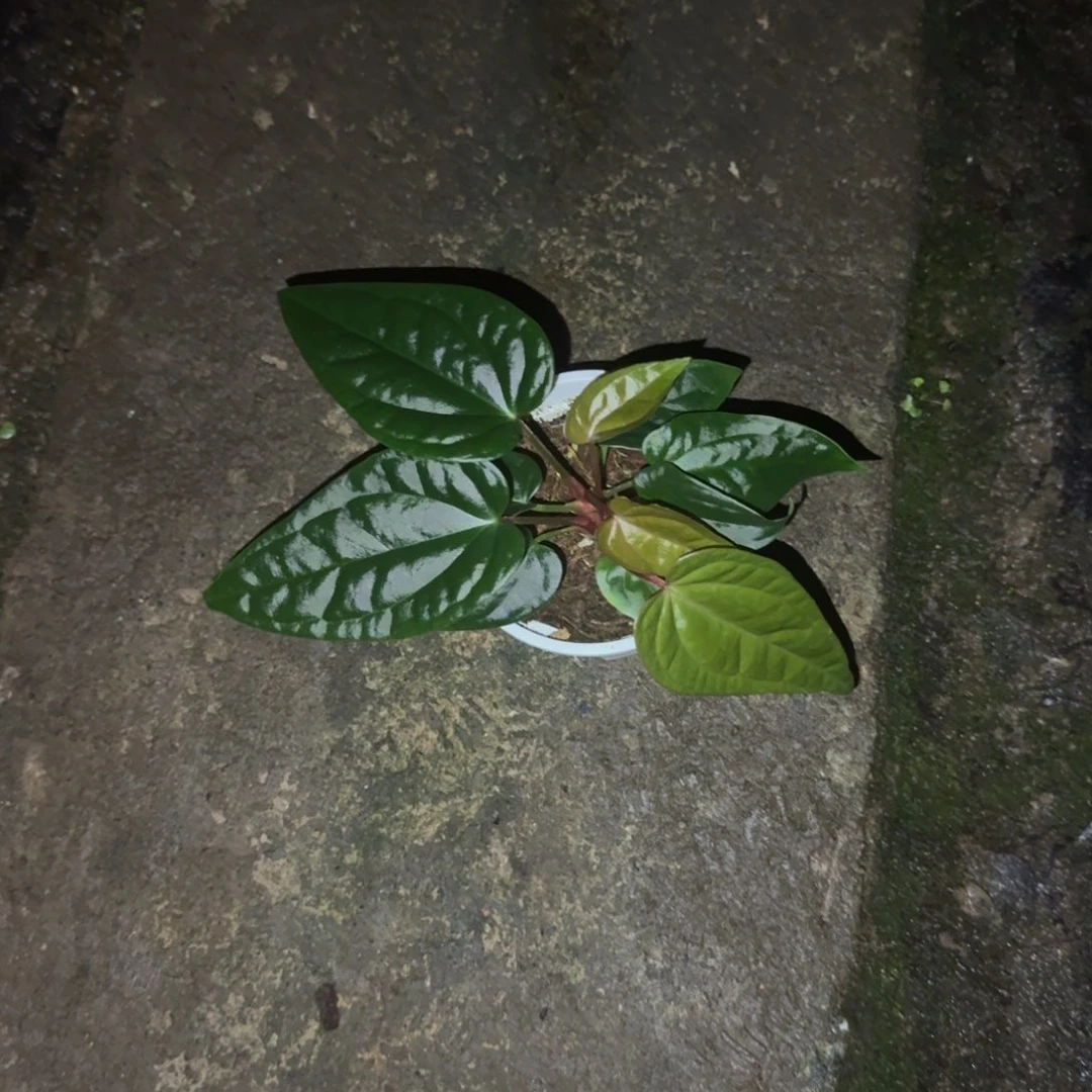 无花朵papi杂黑奢华