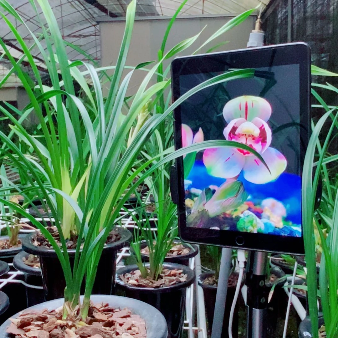 大部分花苞少量开放