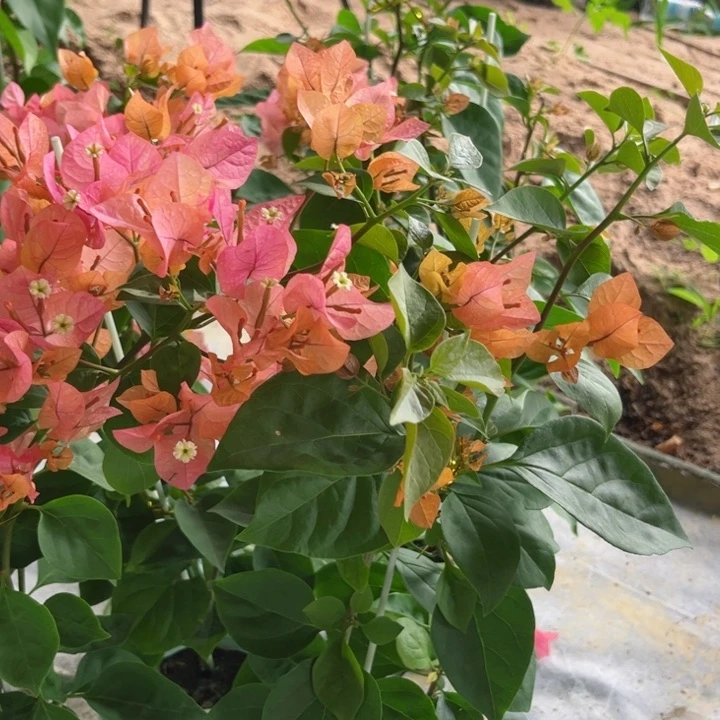 完全开放三角梅啊达纳