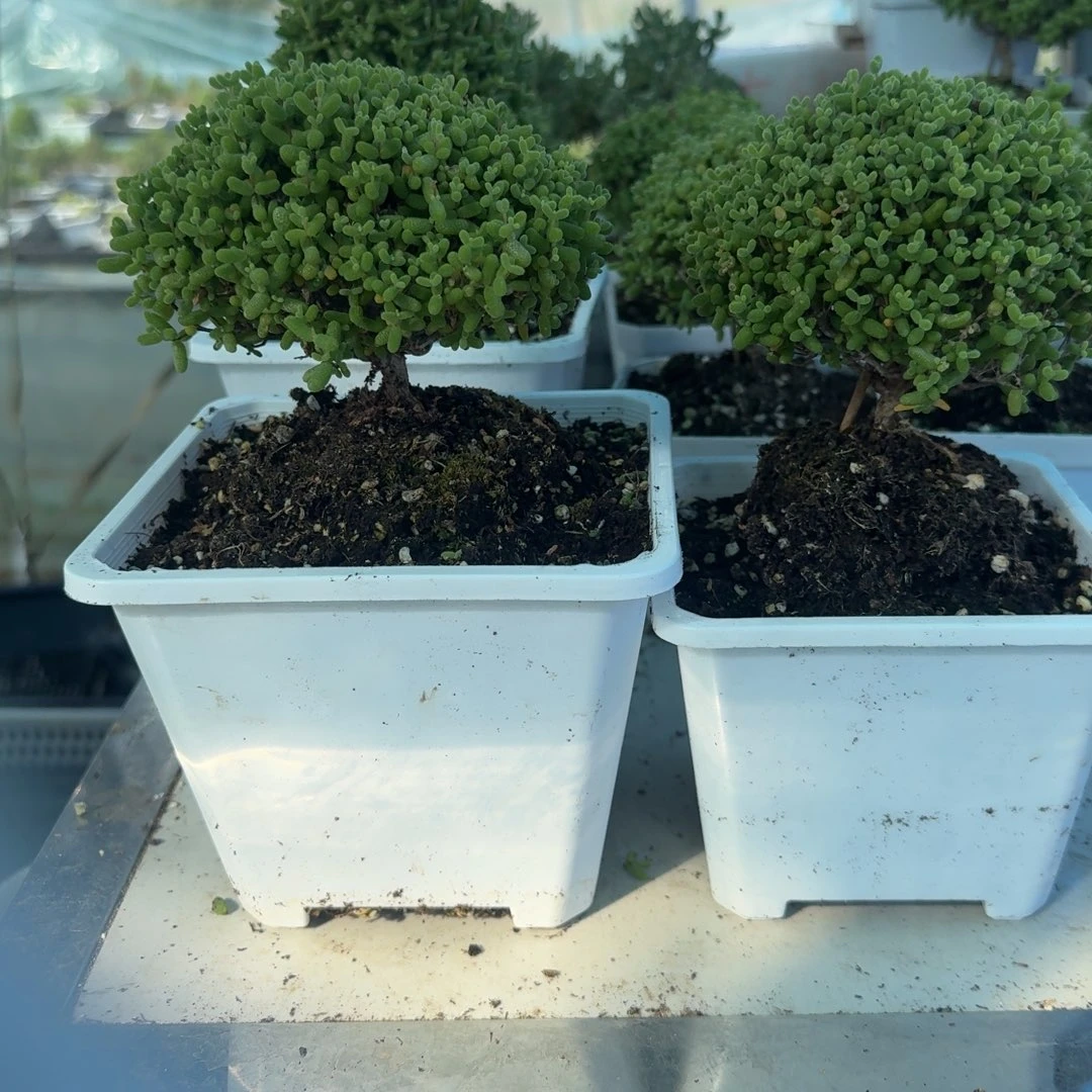 B***i老桩金橘两个带盆带土发