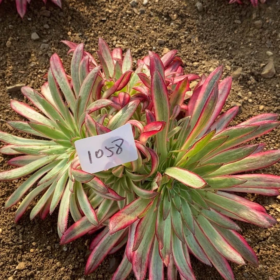 1058朱雀多肉植物