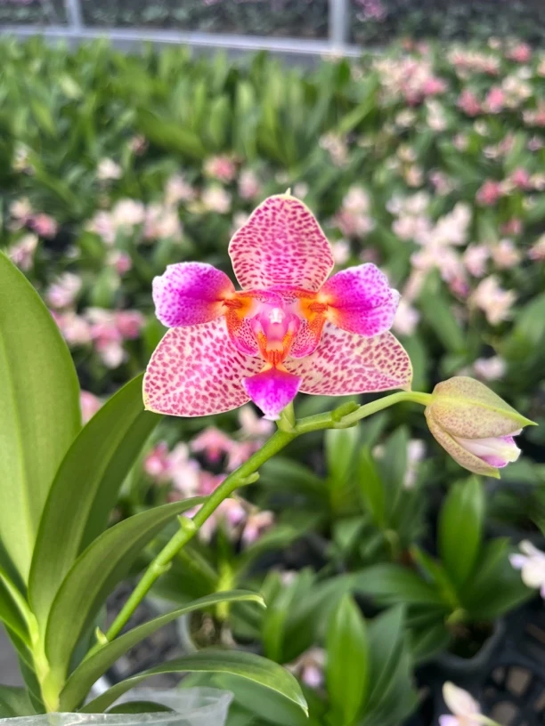 蝴蝶兰原生品种【快乐童话】多层叶子带花剑顺丰发货