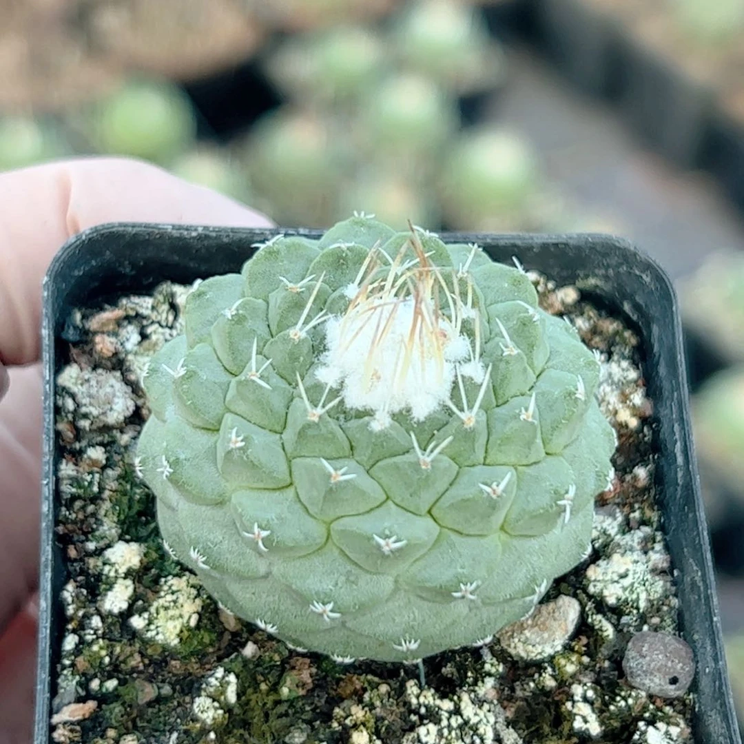 实生 菊水仙人球