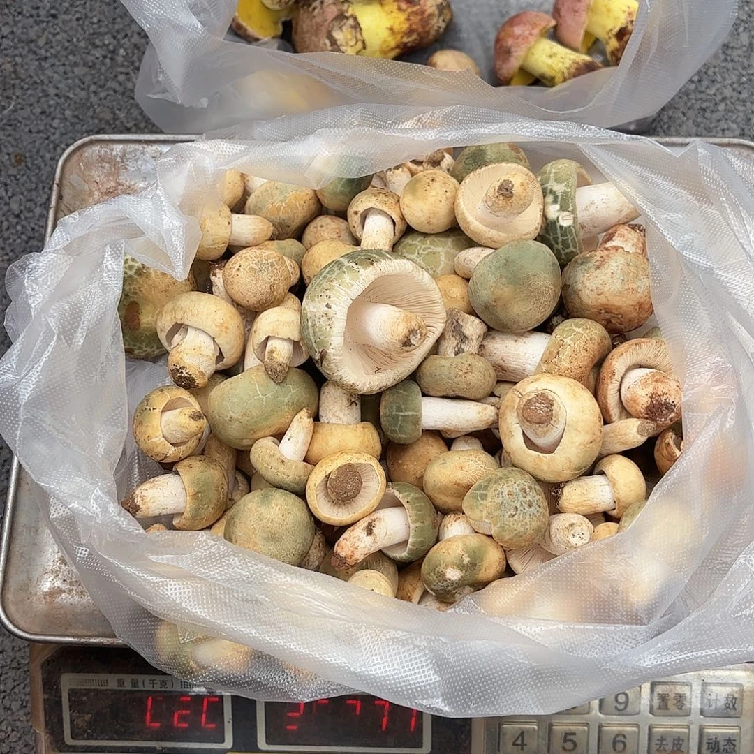 德***张云南小表妹野生菌代购中国大陆