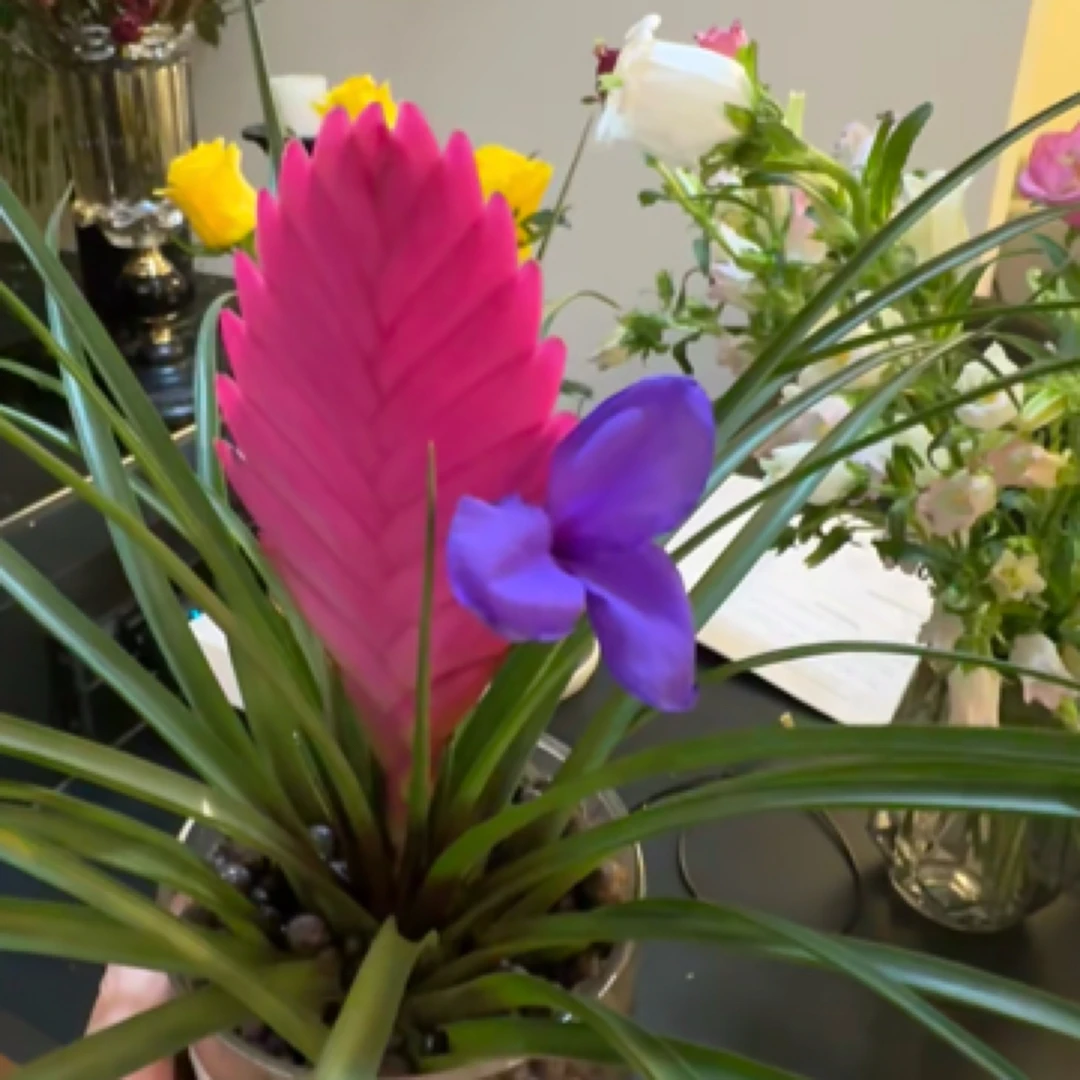 花语厘铁扇公主花