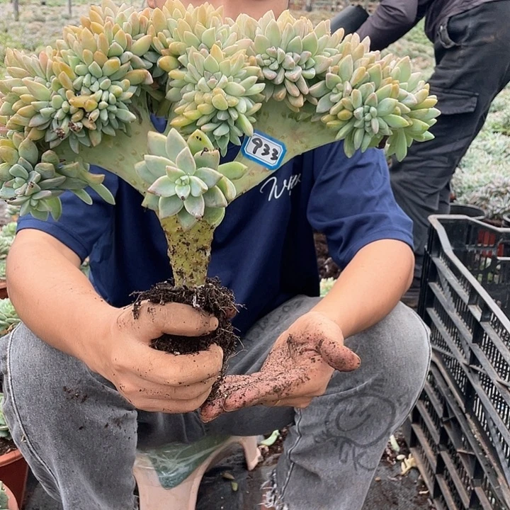 933 一物一拍淡雪缀