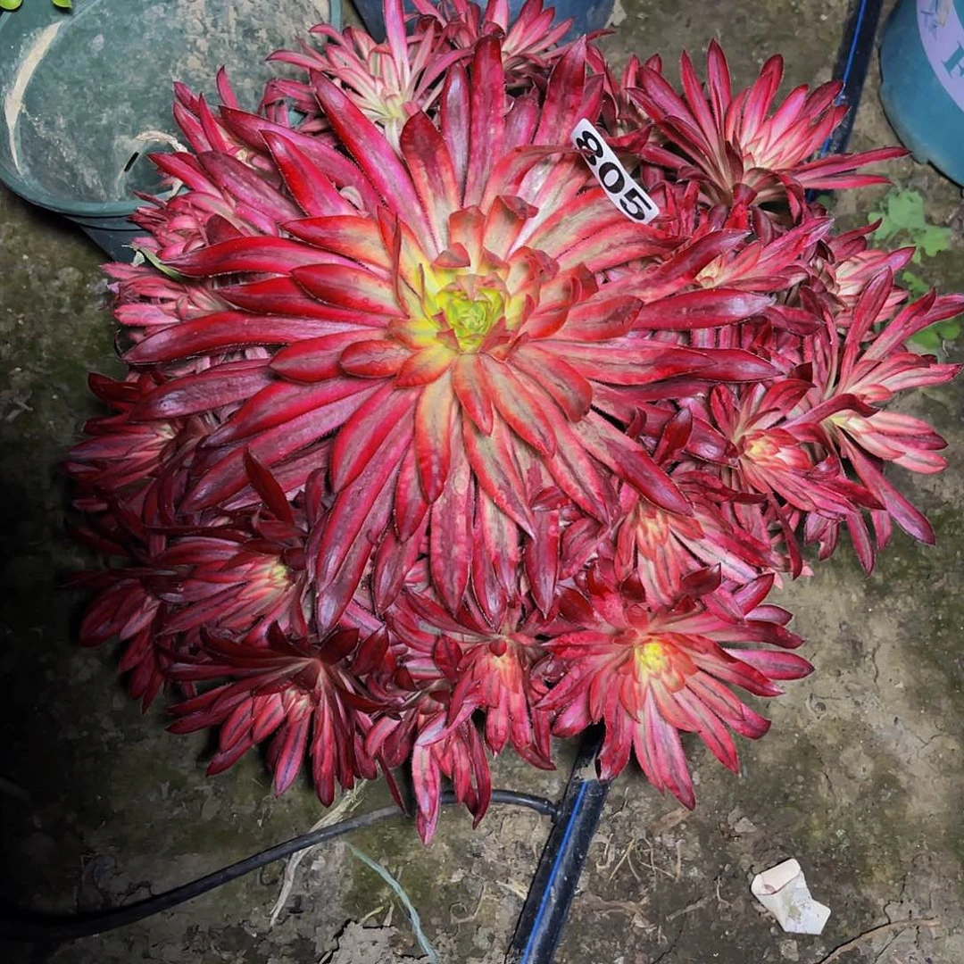 法师法师13-21包邮法师