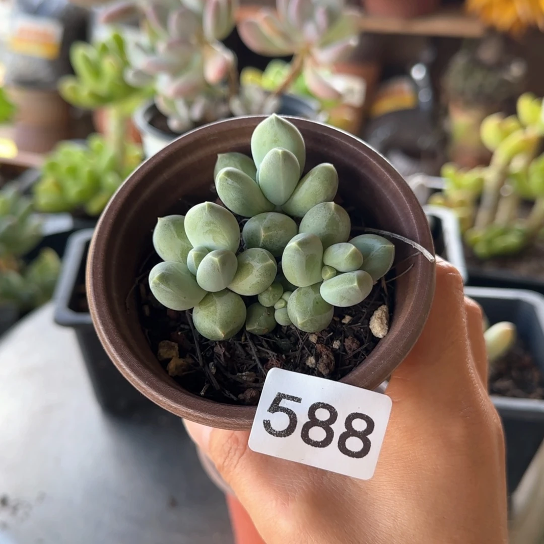 588号 一物一拍 一物一拍