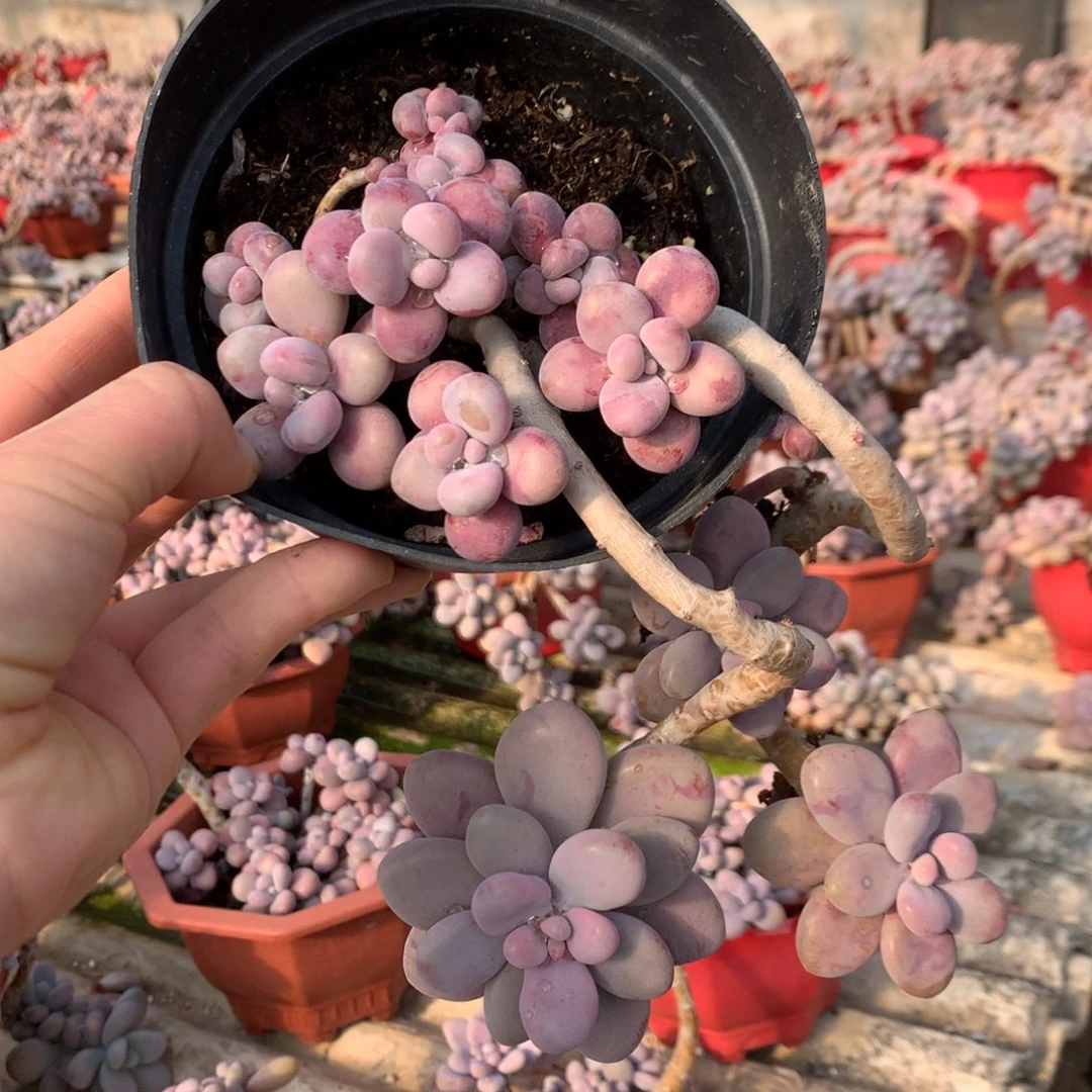 桃蛋老桩不带盆47号