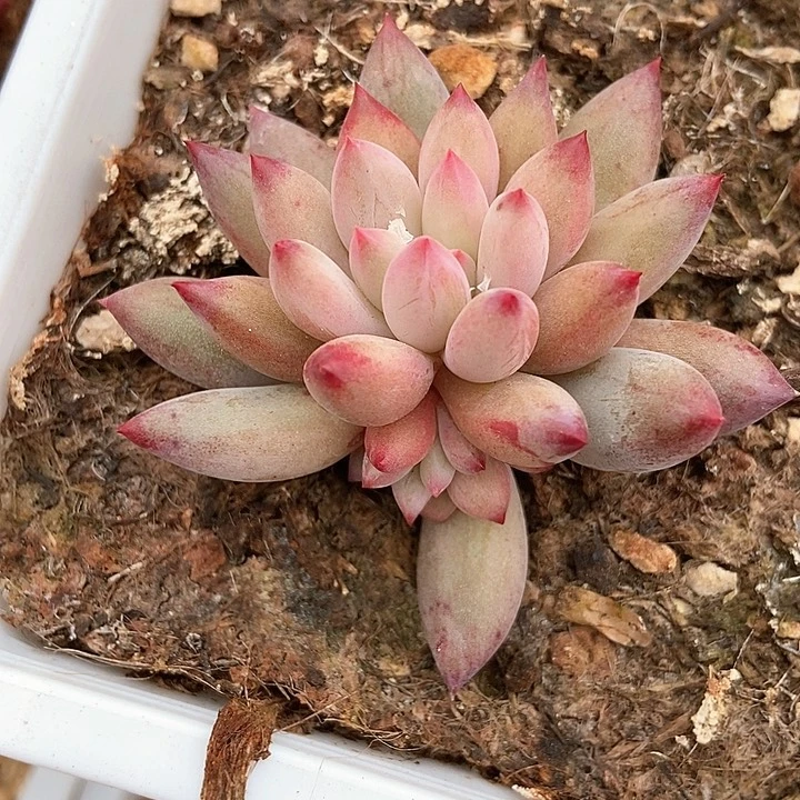 多肉植物虞美人7017