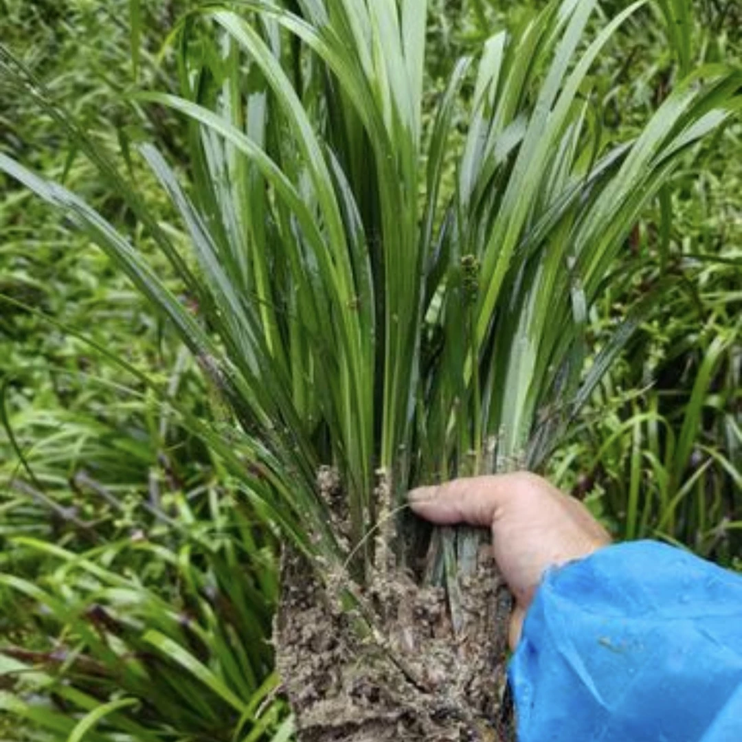 贵州野生山奈野生五香野生卤肉香料带根种植