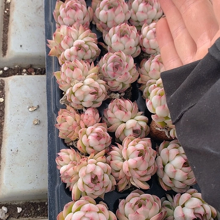 190-191 多肉植物盆栽花卉植物