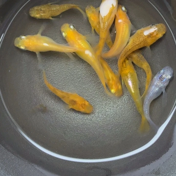 青鳉鱼混搭球50号