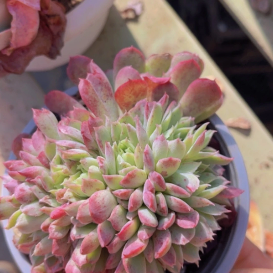 【闪购商品】朱砂痣朵朵缀17213