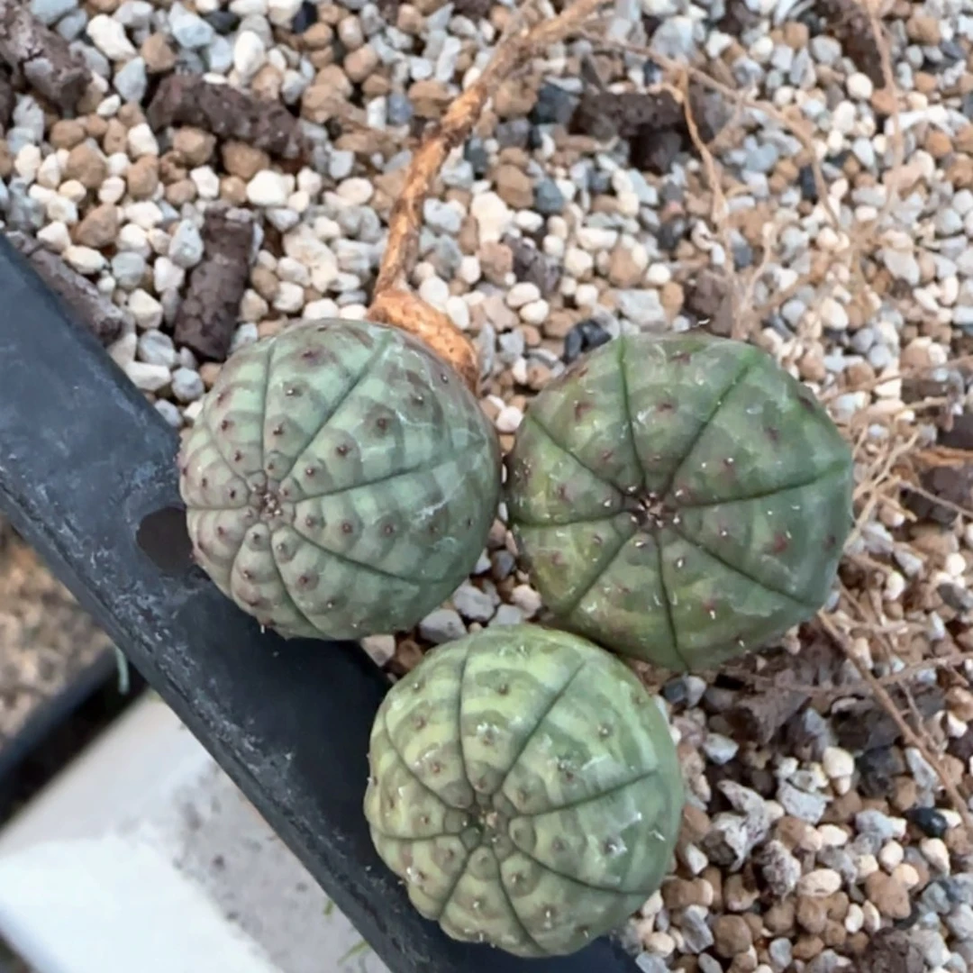 实生欧布 三颗一起 包邮非偏远