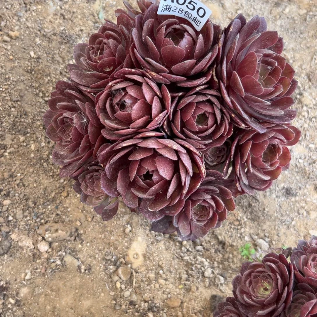 050多肉   桃花石