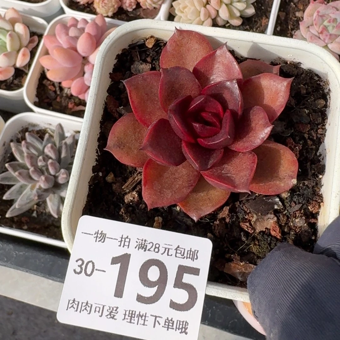 红灯无盆无发货无