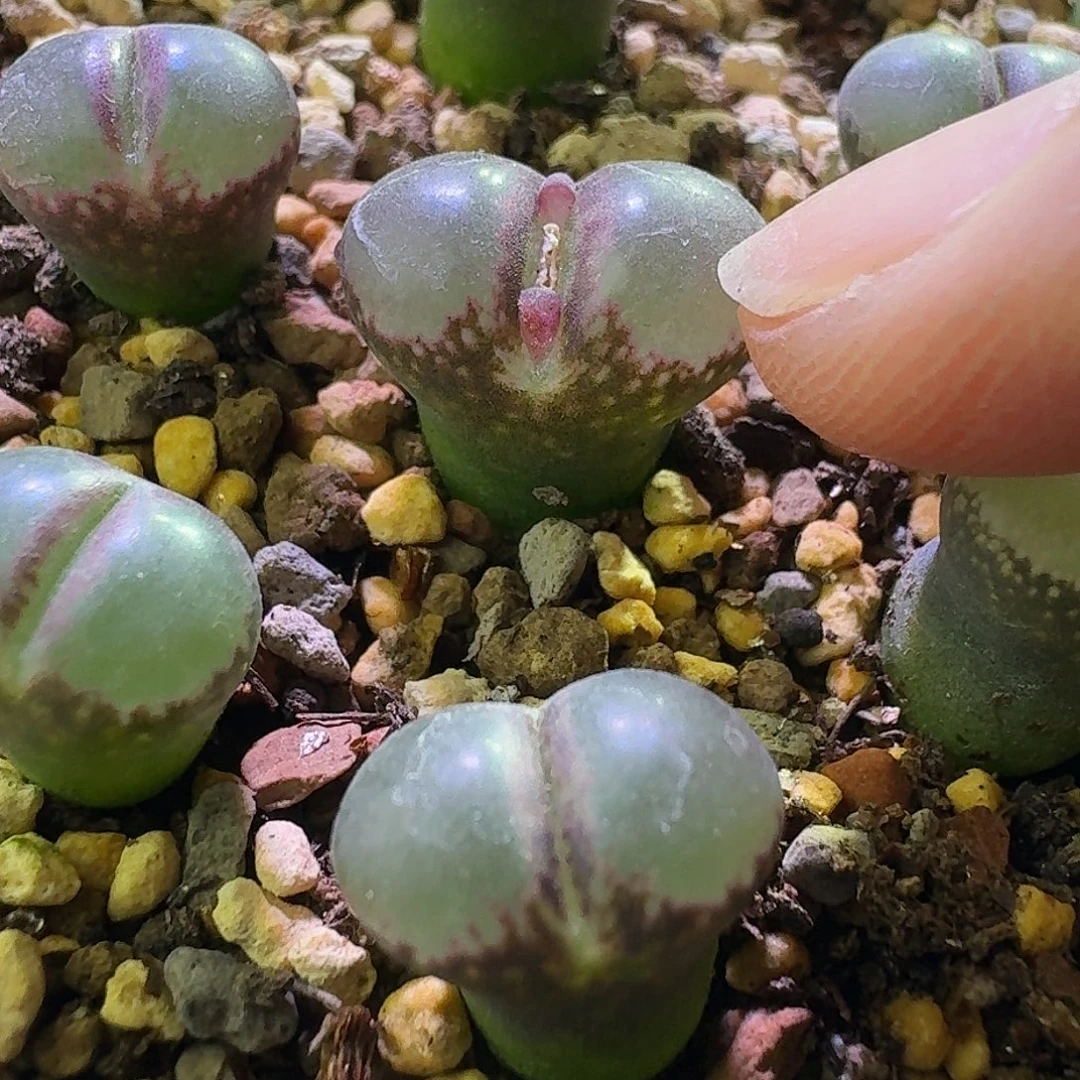 64号单头风铃一物一拍