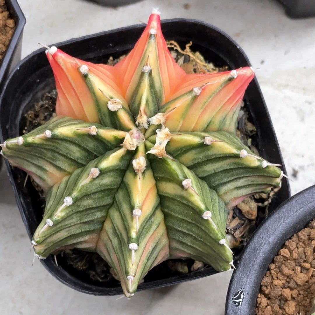 当前无花朵，栽培后可花朵