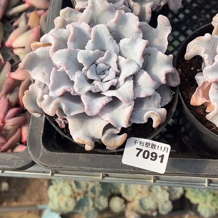 阿雅园艺。         7091饺子皮