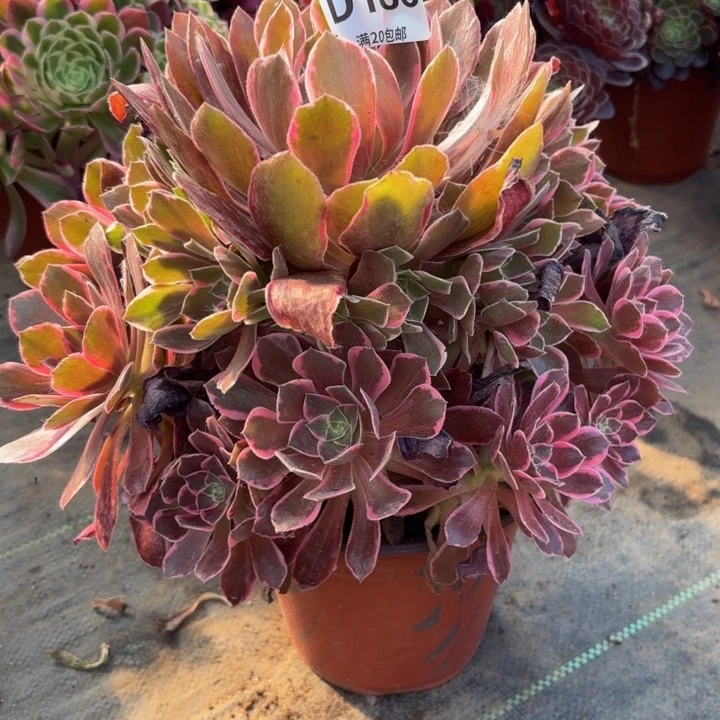 瑞妈多肉植物186