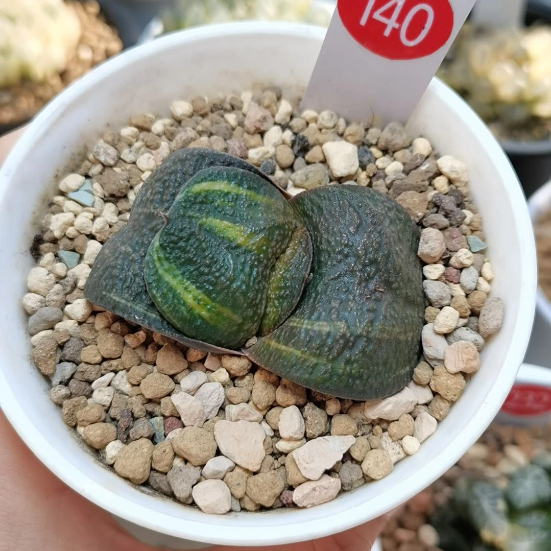 140号实生军配卧牛锦一物一拍带盆土发货