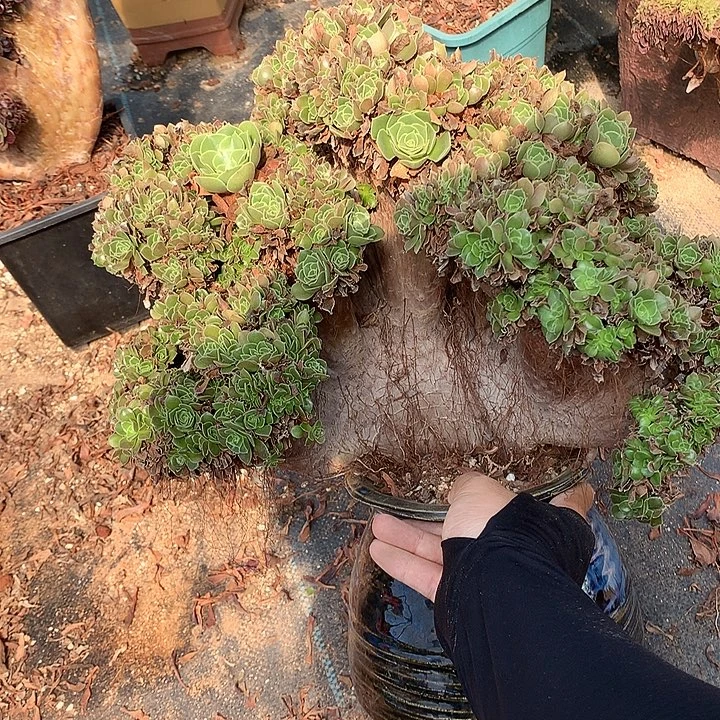 玫瑰朵朵脱土发货啊