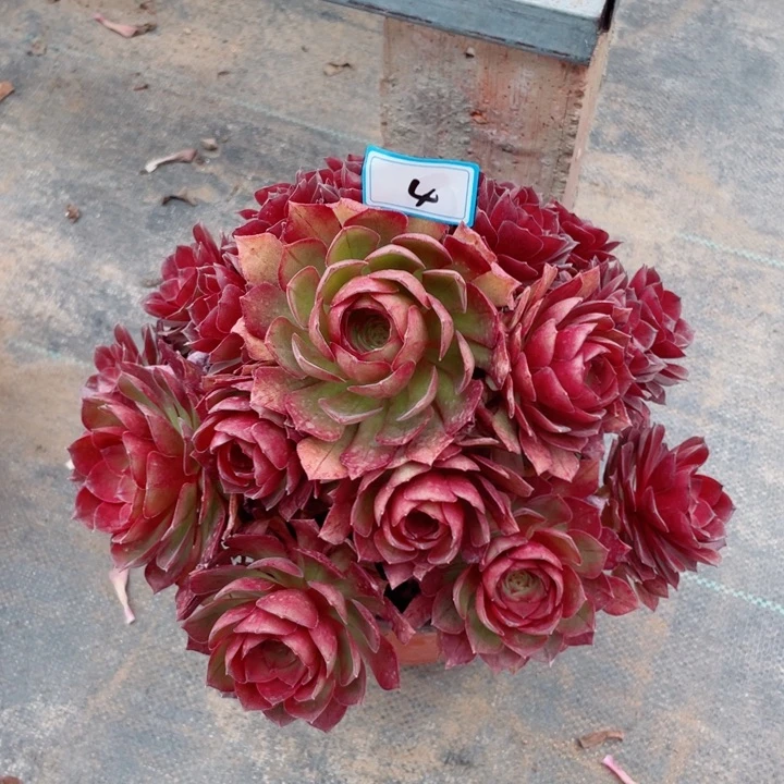 4老庄多肉法师桃花石