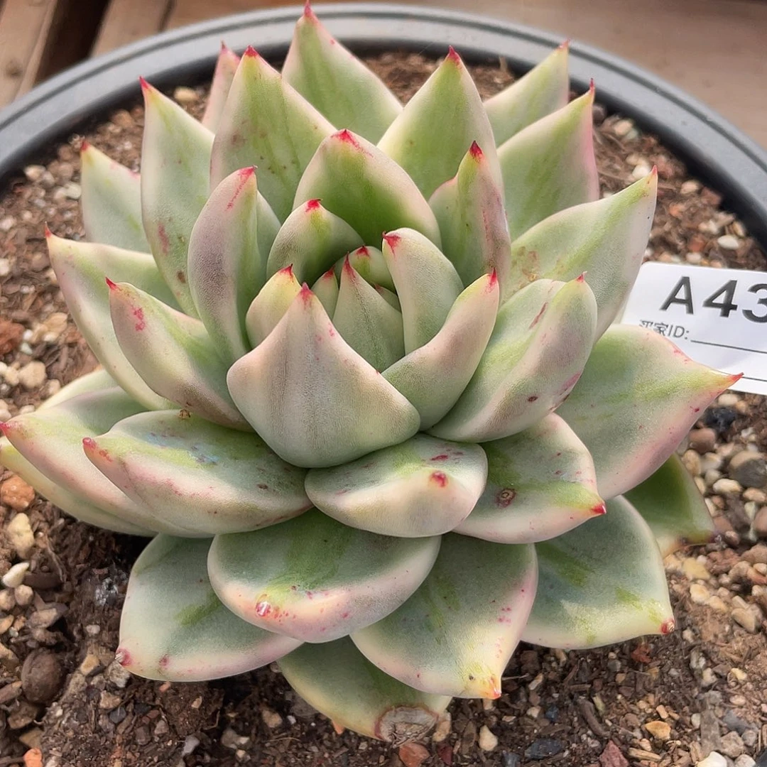 若如东云单拍A432