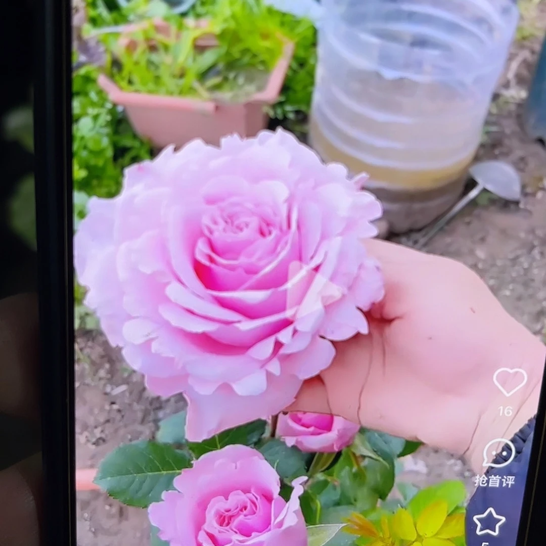无花朵——索菲罗莎 福利