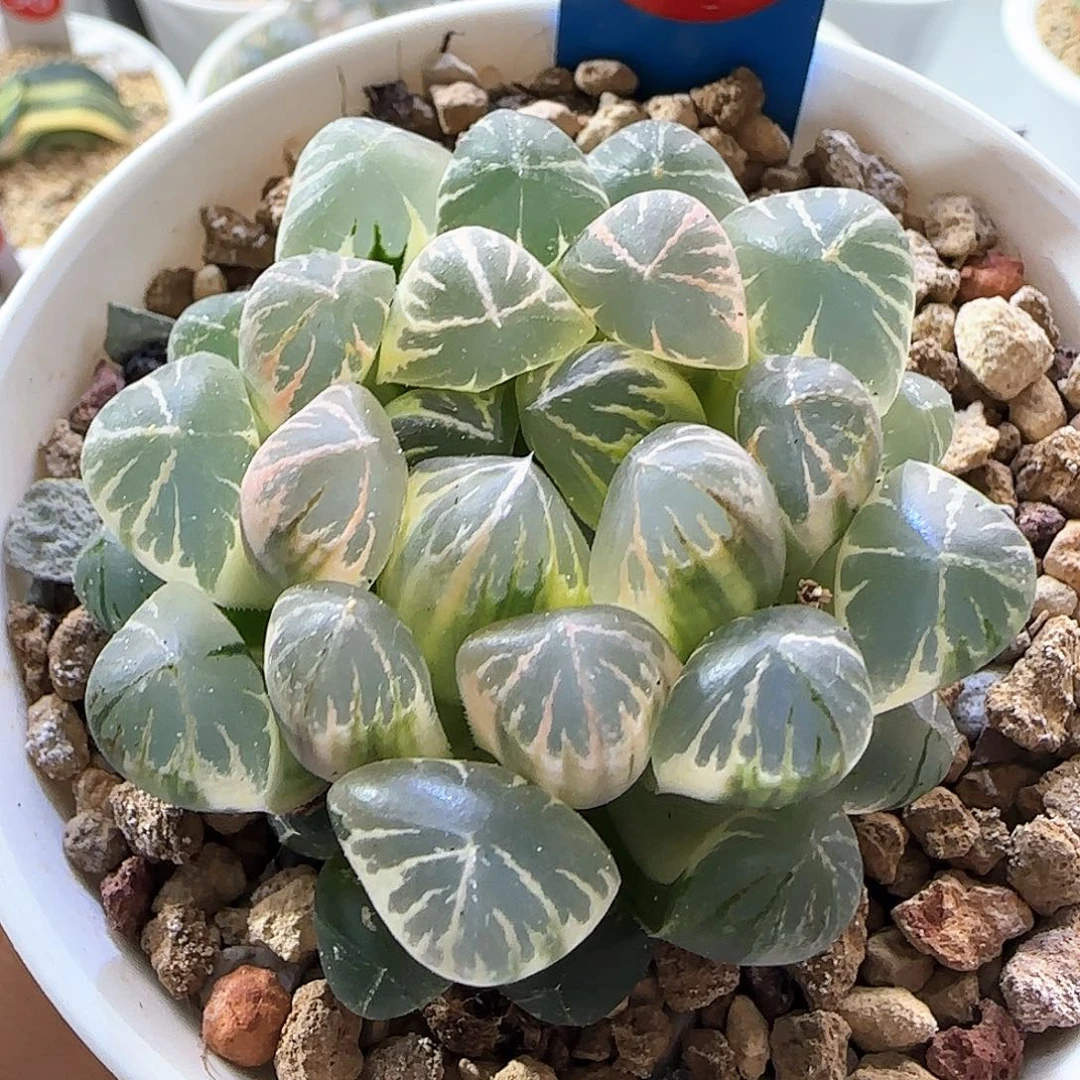 401号蓝光实生糊斑一物一拍带盆土