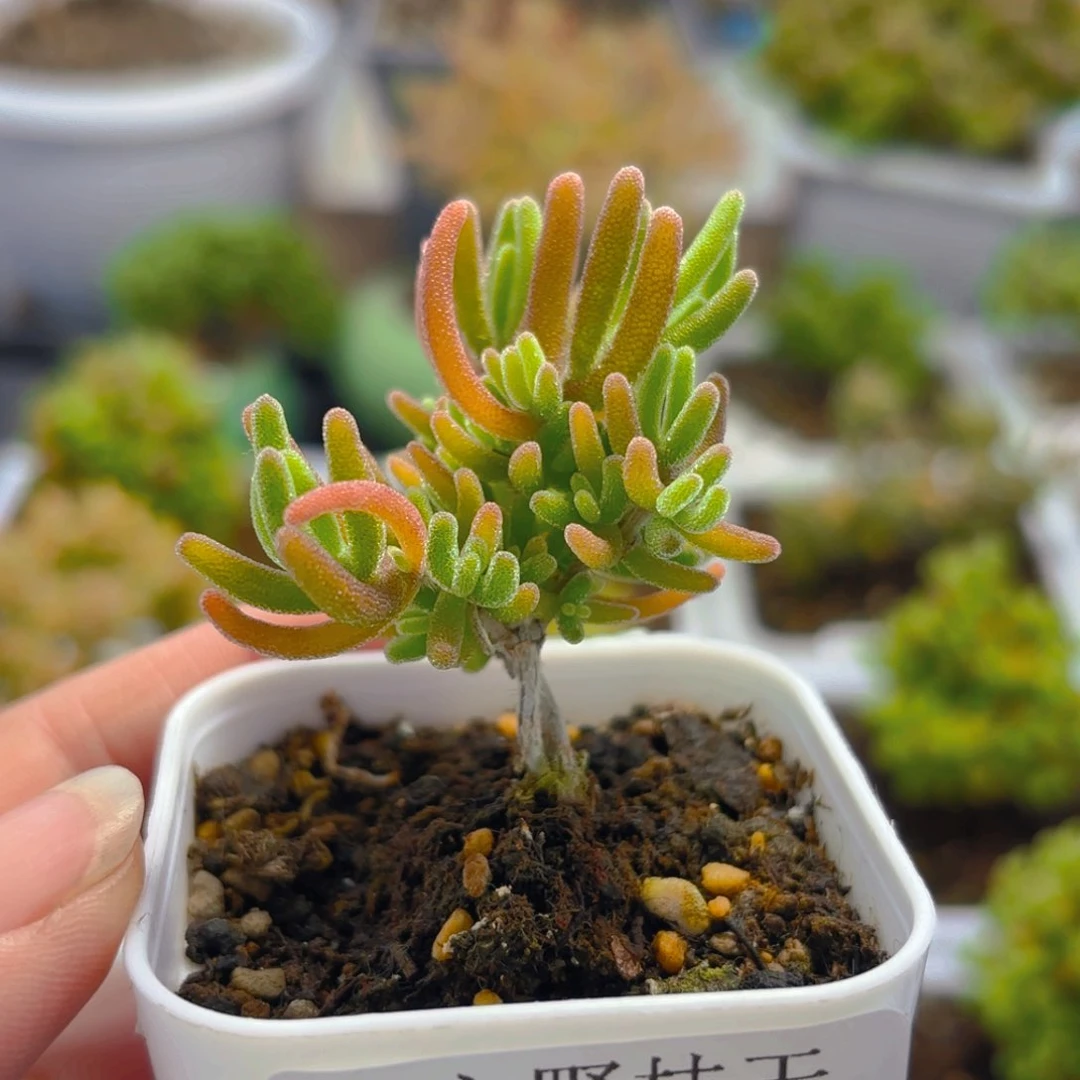 帆***_银光兔735。