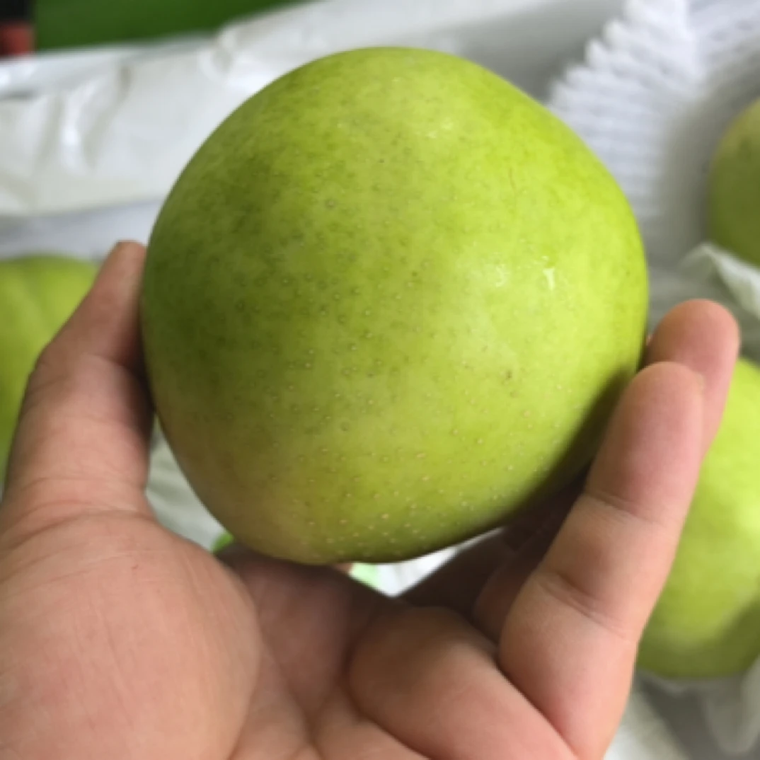 【顺丰次日达】茶香青蜜梨山东省