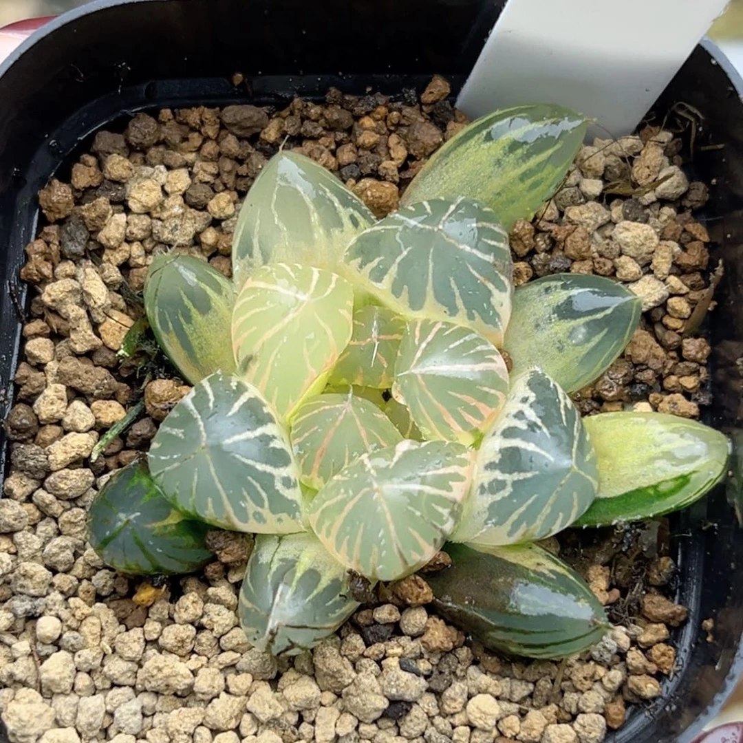 70糊斑龙爪玉露锦福利专场