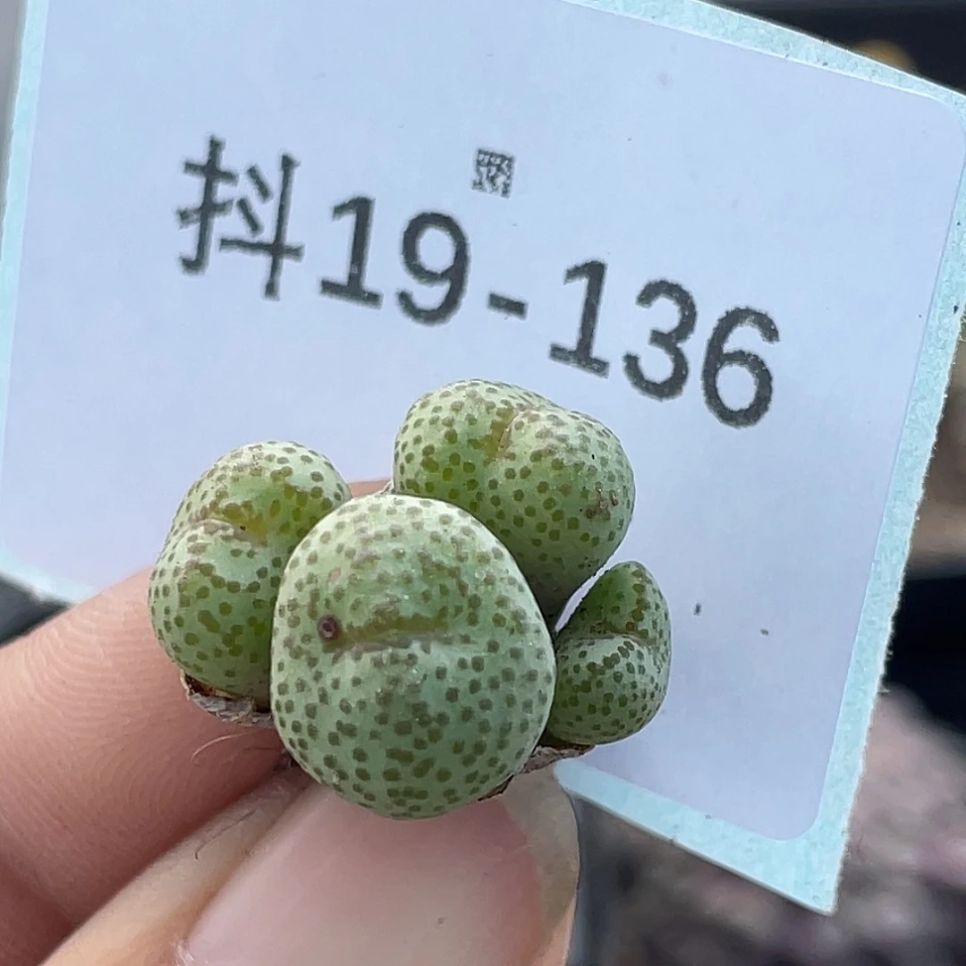 19-136金桔多肉植物