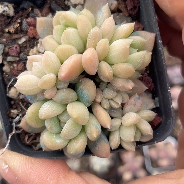 百达翡翠 脱土发货 7口盆