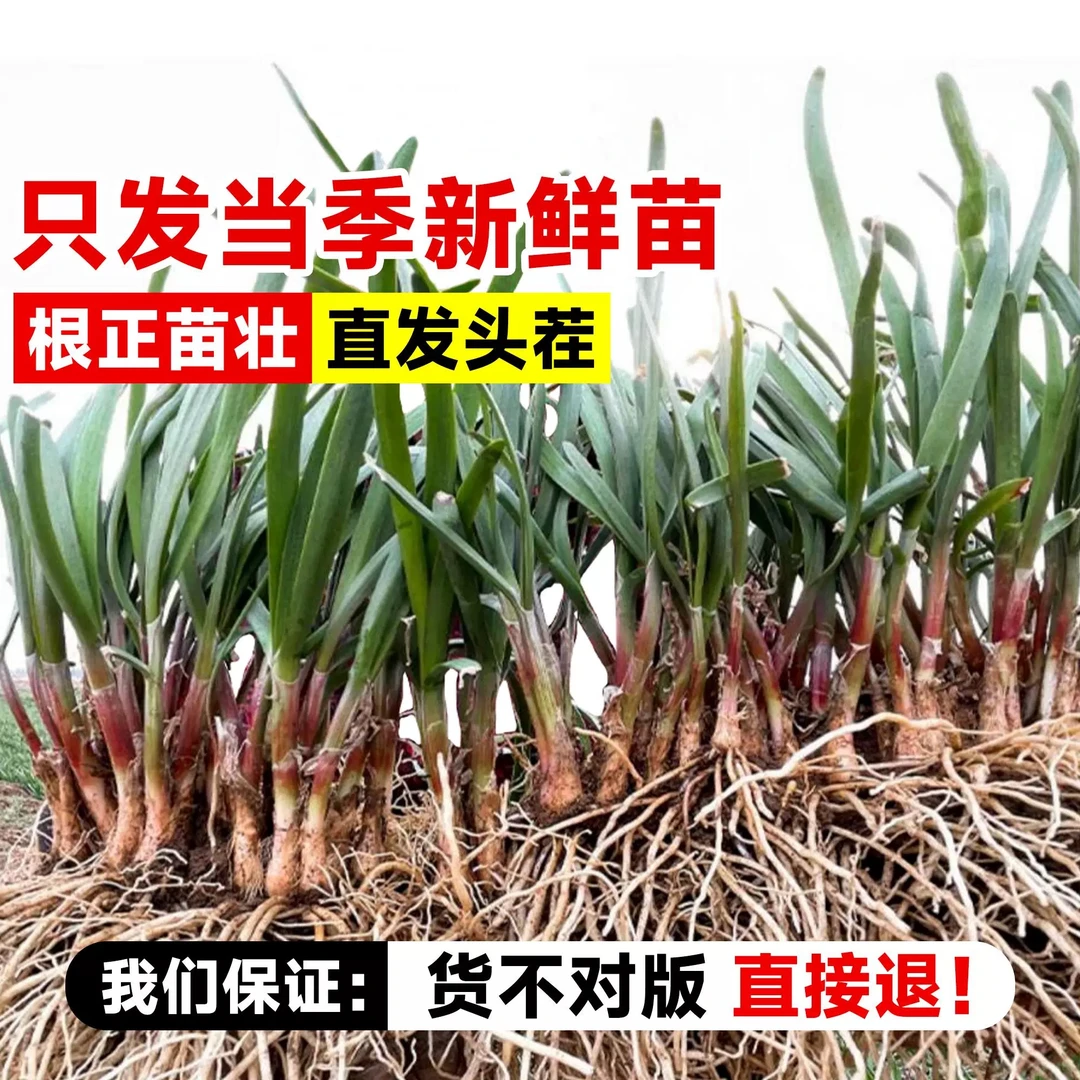 宽叶韭菜种苗多年生紫根四季种植蔬菜苗阳台盆栽多年生蔬菜苗种子