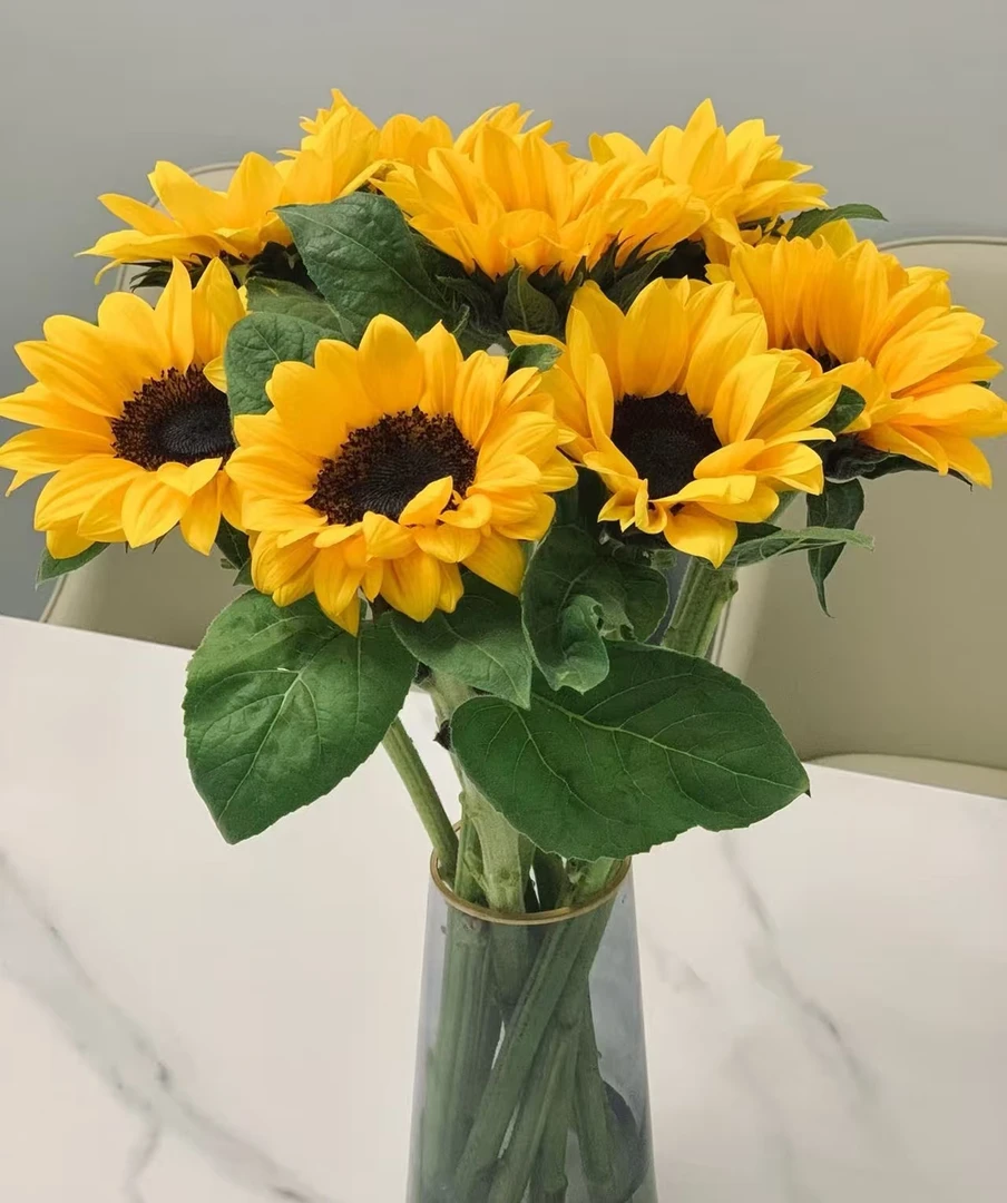 【秋天爸爸专属】黑心向日葵A级温柔 干净摆放客厅云南基地直发现采