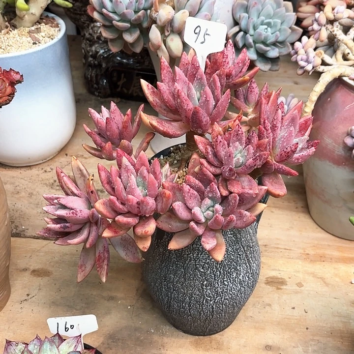 青***驻多肉植物，桃花源95号