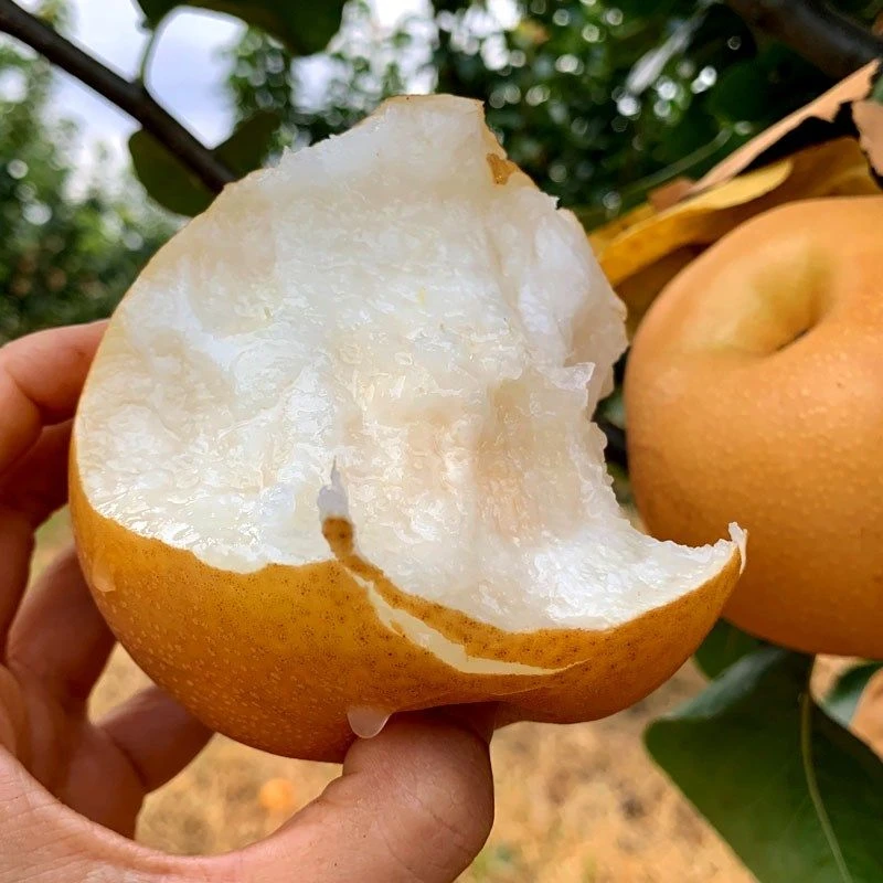 秋月梨树苗 嫁接梨子苗 晚秋秋月梨树苗盆栽地栽当年结果树苗包邮