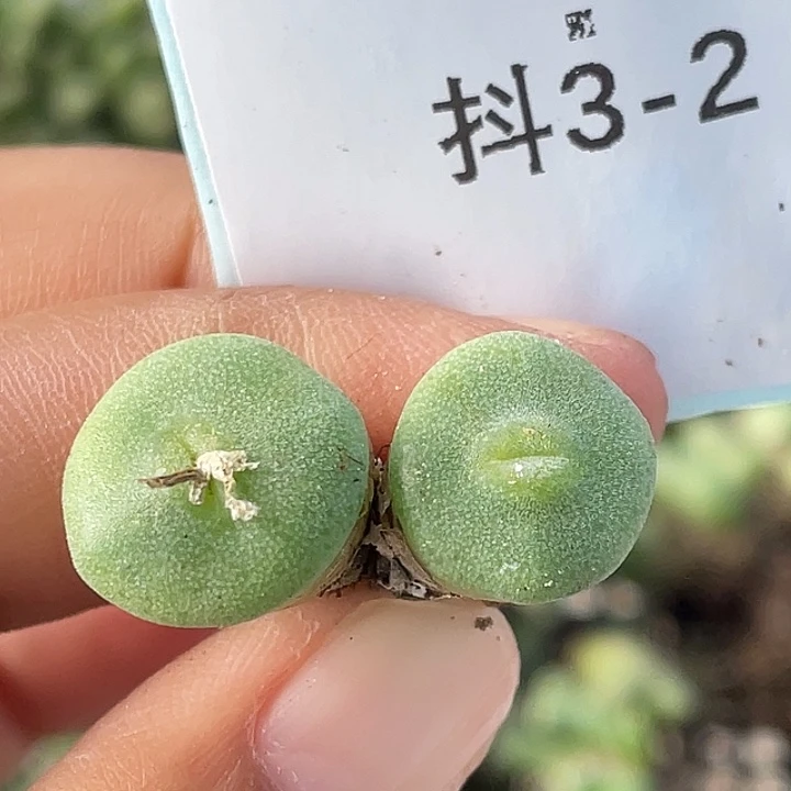 3-2毛钮扣多肉植物
