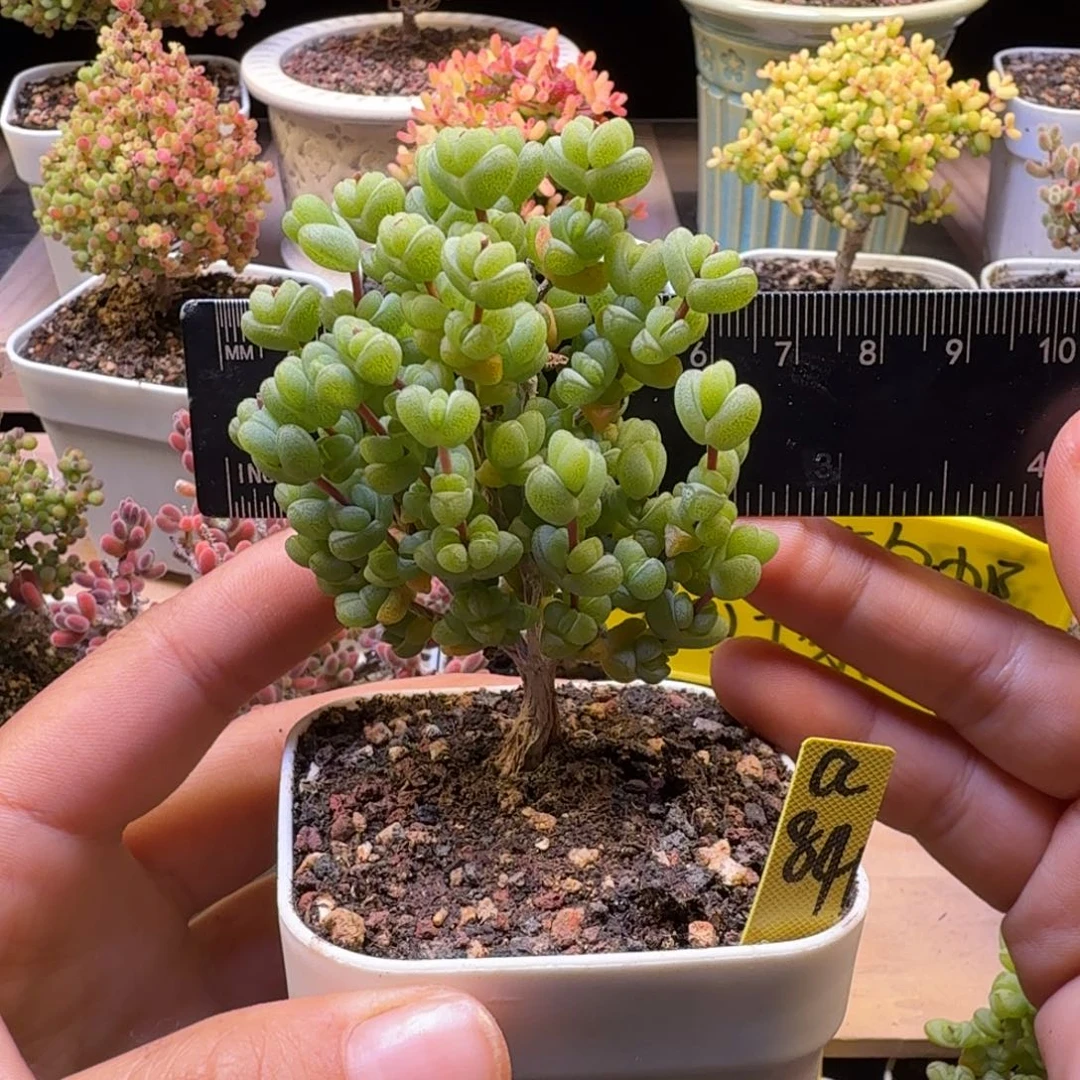 a84号元宝冠服6厘米左右