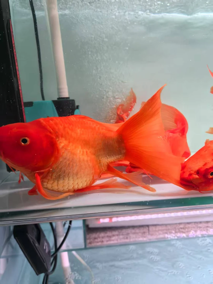 红蝴蝶精品的30公分