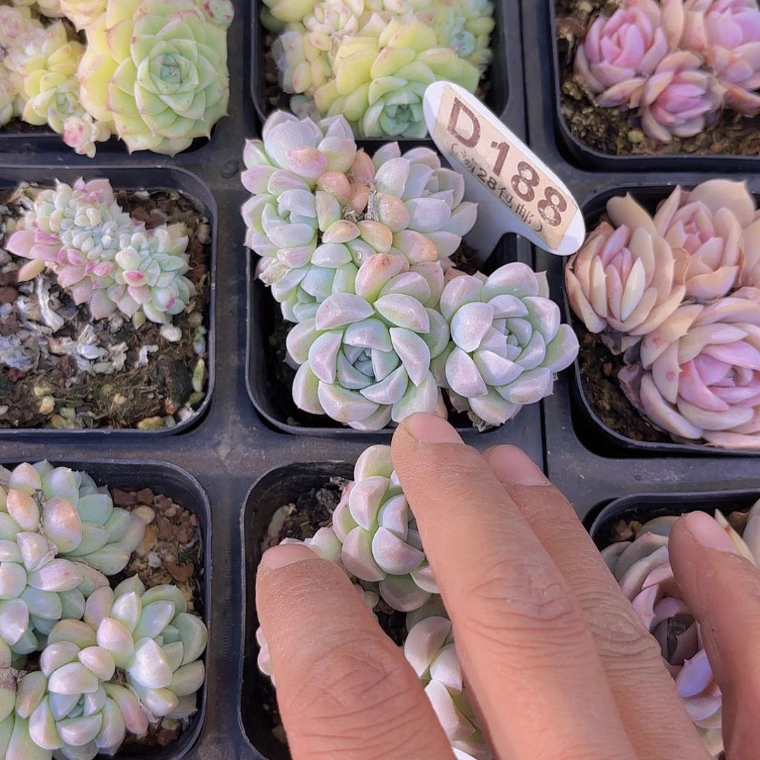 妍***D188奶油美人一物一拍