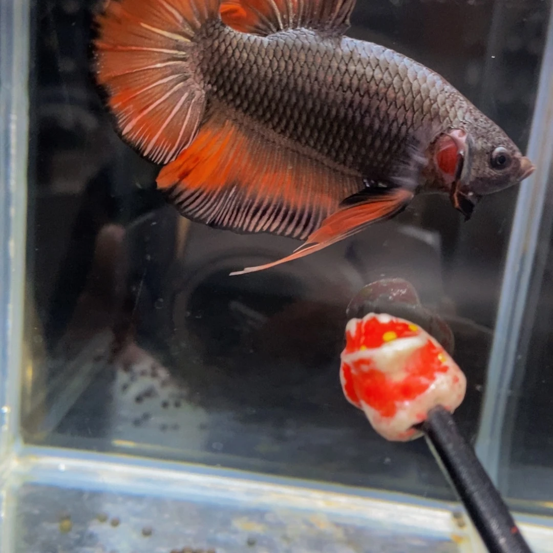 斗鱼431巨斗11111