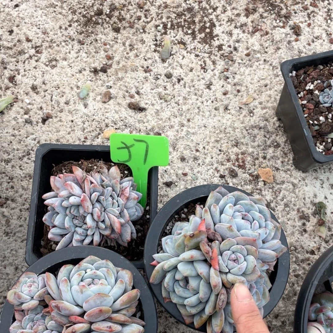 丫***啦星影群星影群3棵星影