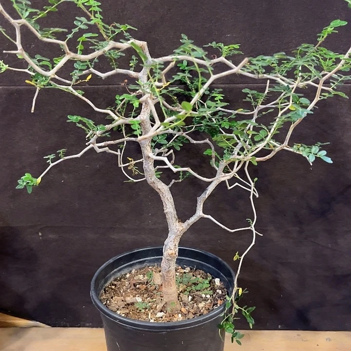 汤圆植物滔天橄榄