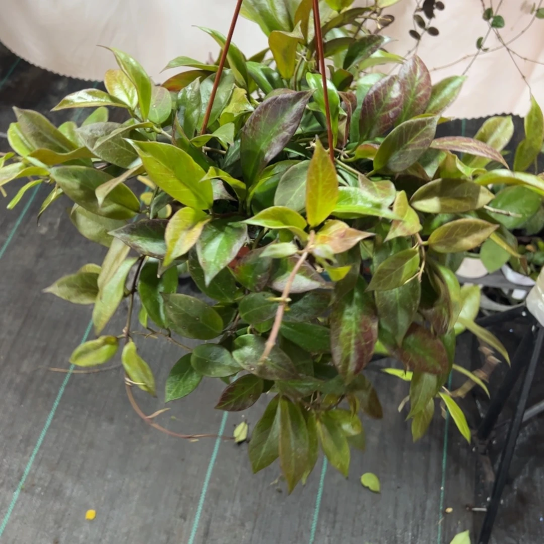 香***姐无花朵苏奈球兰品种